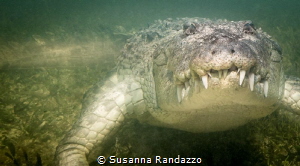 from Banco Chinchorro by Susanna Randazzo 